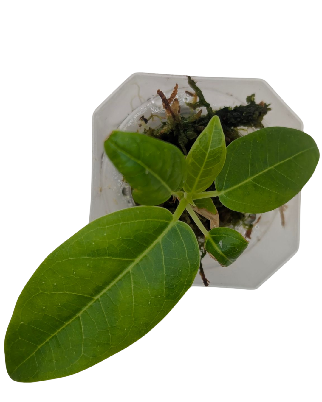 Baby Ficus altissima cv. Variegata + selbstbewässernder Übertopf 4